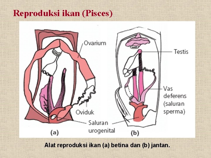 Reproduksi ikan (Pisces) Alat reproduksi ikan (a) betina dan (b) jantan. 