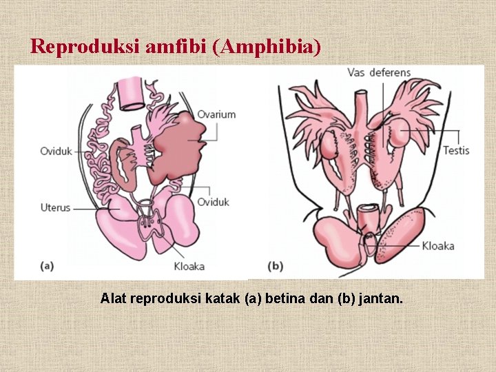 Reproduksi amfibi (Amphibia) Alat reproduksi katak (a) betina dan (b) jantan. 