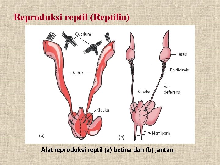 Reproduksi reptil (Reptilia) Alat reproduksi reptil (a) betina dan (b) jantan. 