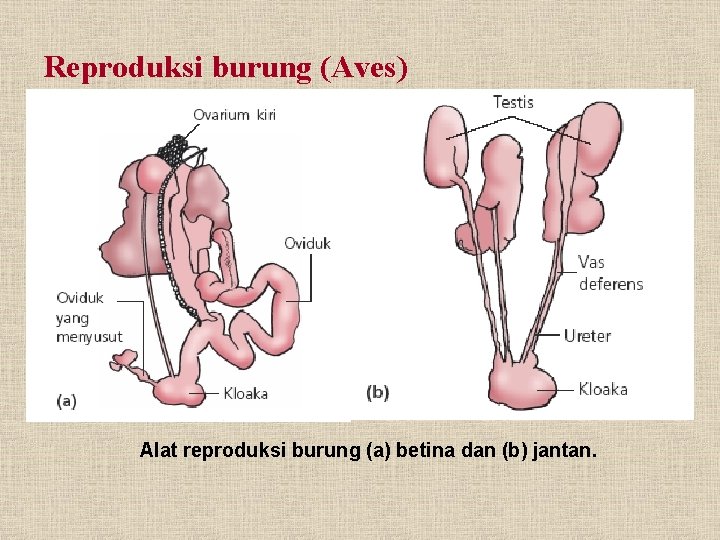 Reproduksi burung (Aves) Alat reproduksi burung (a) betina dan (b) jantan. 