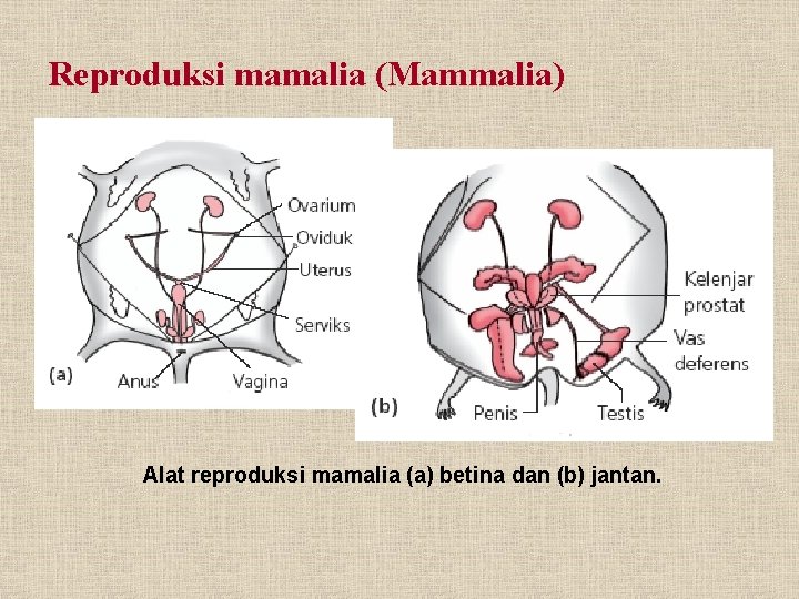 Reproduksi mamalia (Mammalia) Alat reproduksi mamalia (a) betina dan (b) jantan. 