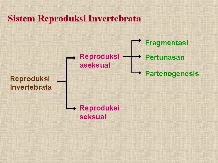 Sistem Reproduksi Invertebrata Fragmentasi Reproduksi aseksual Pertunasan Partenogenesis Reproduksi Invertebrata Reproduksi seksual 