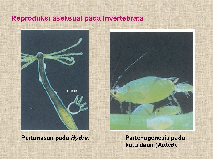 Reproduksi aseksual pada Invertebrata Pertunasan pada Hydra. Partenogenesis pada kutu daun (Aphid). 