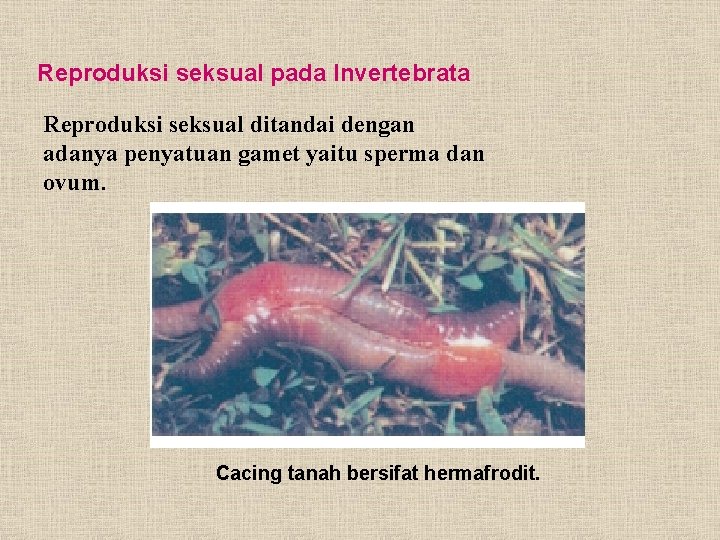 Reproduksi seksual pada Invertebrata Reproduksi seksual ditandai dengan adanya penyatuan gamet yaitu sperma dan