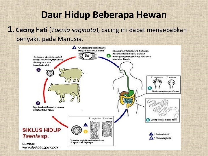 Daur Hidup Beberapa Hewan 1. Cacing hati (Taenia saginata), cacing ini dapat menyebabkan penyakit