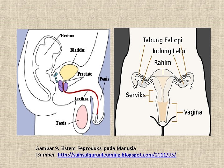 Gambar 9. Sistem Reproduksi pada Manusia (Sumber: http: //sainsalquranlearning. blogspot. com/2011/05/ 