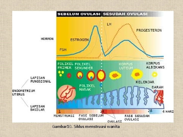 Gambar 10. Siklus menstruasi wanita 