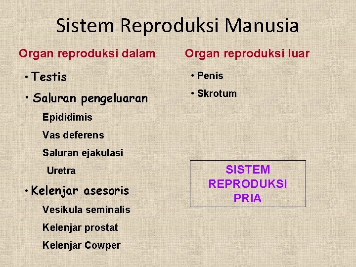 Sistem Reproduksi Manusia Organ reproduksi dalam Organ reproduksi luar • Testis • Penis •