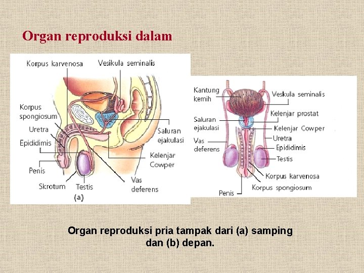 Organ reproduksi dalam Organ reproduksi pria tampak dari (a) samping dan (b) depan. 