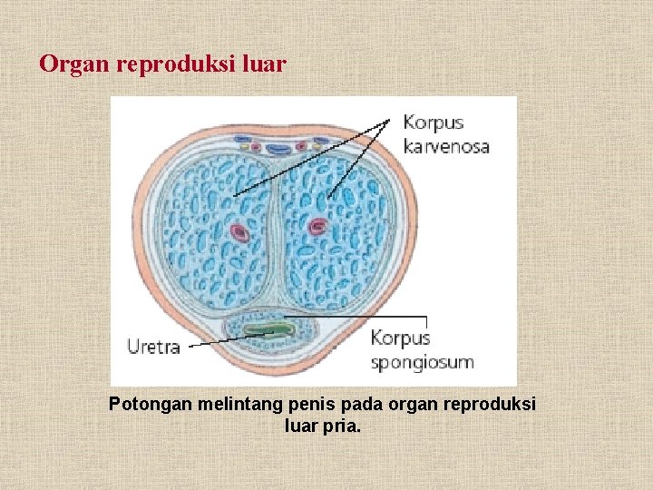 Organ reproduksi luar Potongan melintang penis pada organ reproduksi luar pria. 