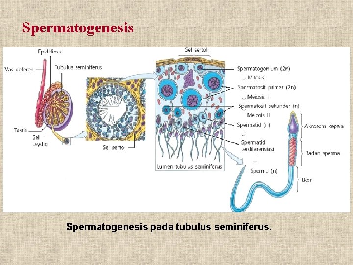 Spermatogenesis pada tubulus seminiferus. 