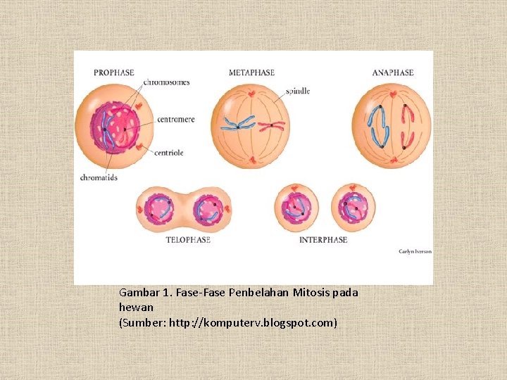 Gambar 1. Fase-Fase Penbelahan Mitosis pada hewan (Sumber: http: //komputerv. blogspot. com) 