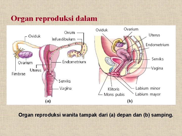 Organ reproduksi dalam Organ reproduksi wanita tampak dari (a) depan dan (b) samping. 