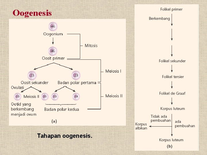 Oogenesis Tahapan oogenesis. 