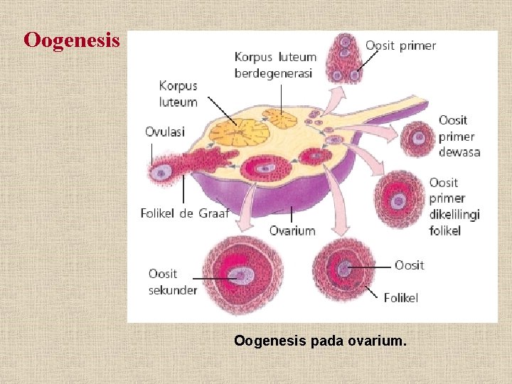 Oogenesis pada ovarium. 