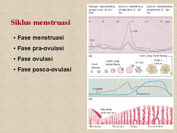 Siklus menstruasi • Fase pra-ovulasi • Fase pasca-ovulasi 