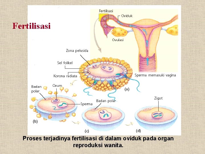 Fertilisasi Proses terjadinya fertilisasi di dalam oviduk pada organ reproduksi wanita. 