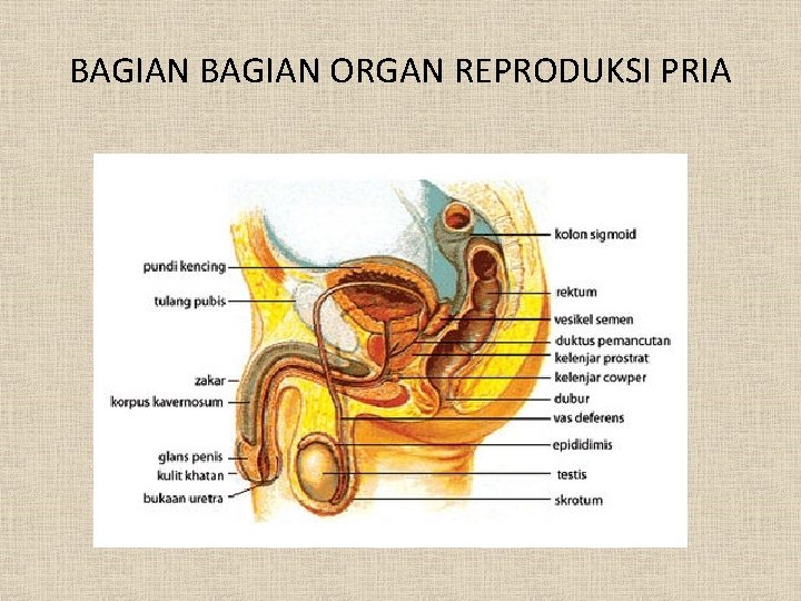 BAGIAN ORGAN REPRODUKSI PRIA 