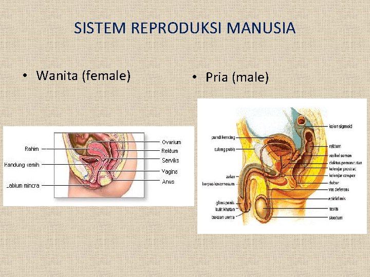 SISTEM REPRODUKSI MANUSIA • Wanita (female) • Pria (male) 