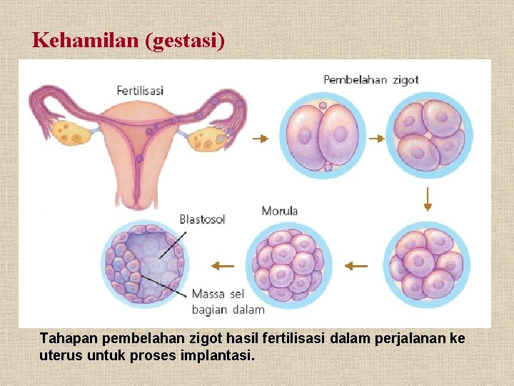 Kehamilan (gestasi) Tahapan pembelahan zigot hasil fertilisasi dalam perjalanan ke uterus untuk proses implantasi.