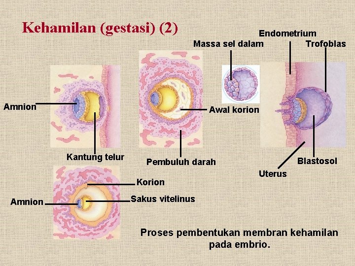 Kehamilan (gestasi) (2) Endometrium Trofoblas Massa sel dalam Amnion Awal korion Kantung telur Korion