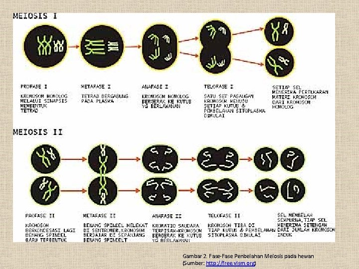 Gambar 2. Fase-Fase Penbelahan Meiosis pada hewan (Sumber: http: //free. vlsm. org) 