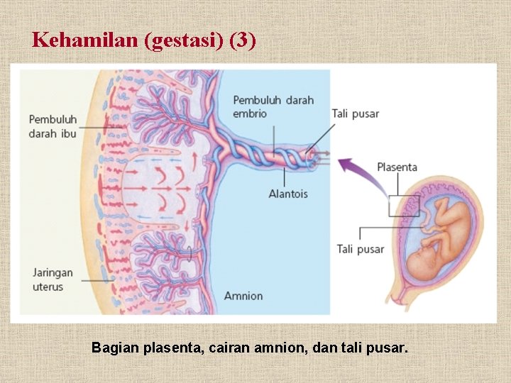 Kehamilan (gestasi) (3) Bagian plasenta, cairan amnion, dan tali pusar. 