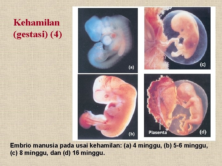 Kehamilan (gestasi) (4) Embrio manusia pada usai kehamilan: (a) 4 minggu, (b) 5 -6