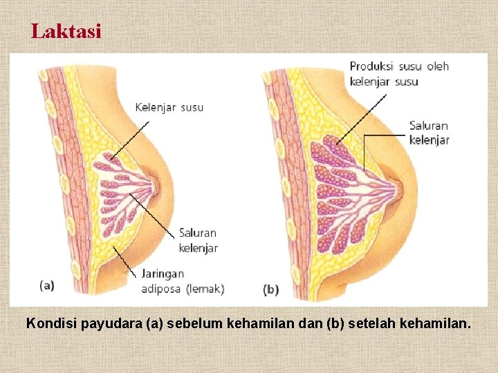 Laktasi Kondisi payudara (a) sebelum kehamilan dan (b) setelah kehamilan. 