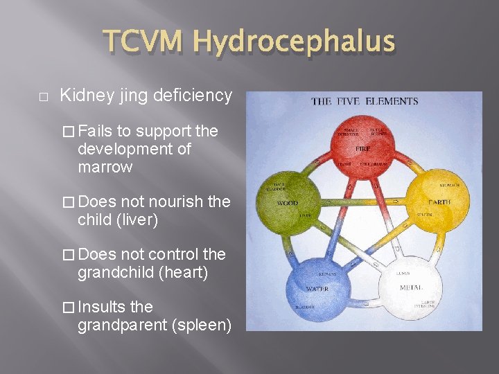 TCVM Hydrocephalus � Kidney jing deficiency � Fails to support the development of marrow