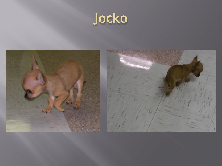 Jocko 