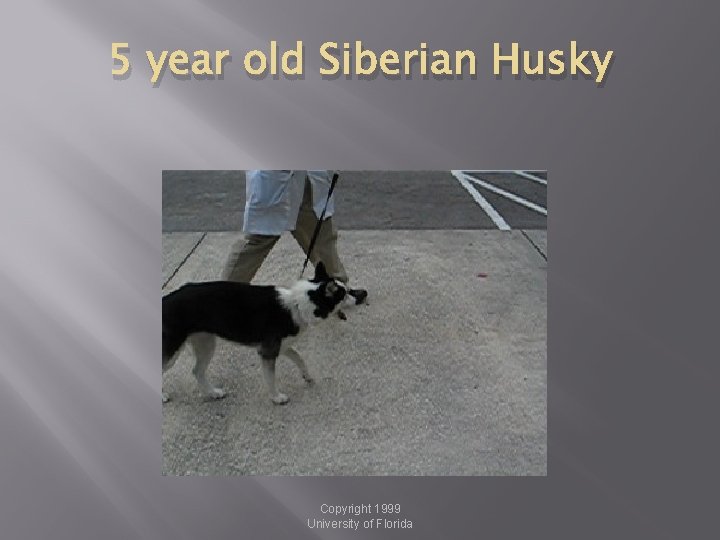 5 year old Siberian Husky Copyright 1999 University of Florida 