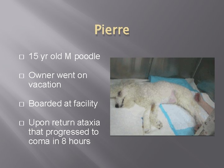 Pierre � 15 yr old M poodle � Owner went on vacation � Boarded