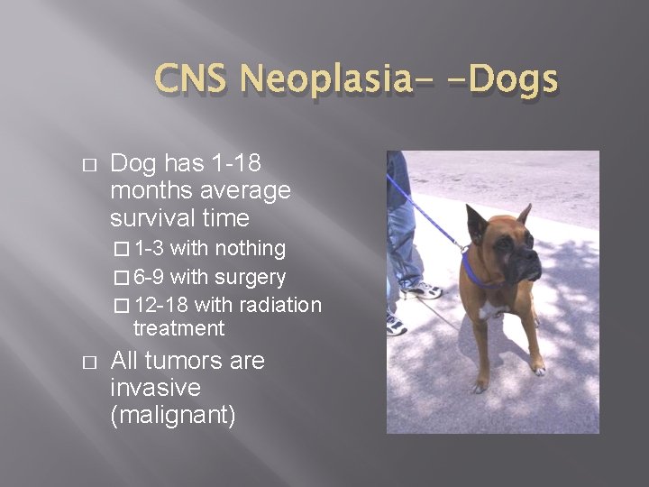 CNS Neoplasia- -Dogs � Dog has 1 -18 months average survival time � 1