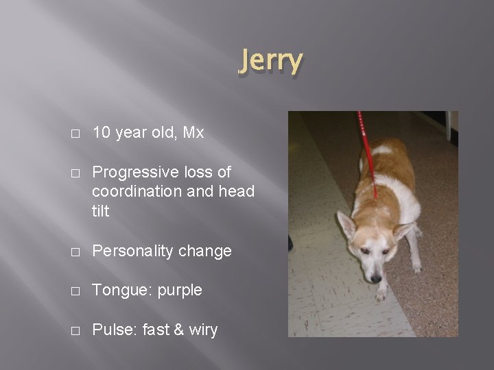 Jerry � 10 year old, Mx � Progressive loss of coordination and head tilt