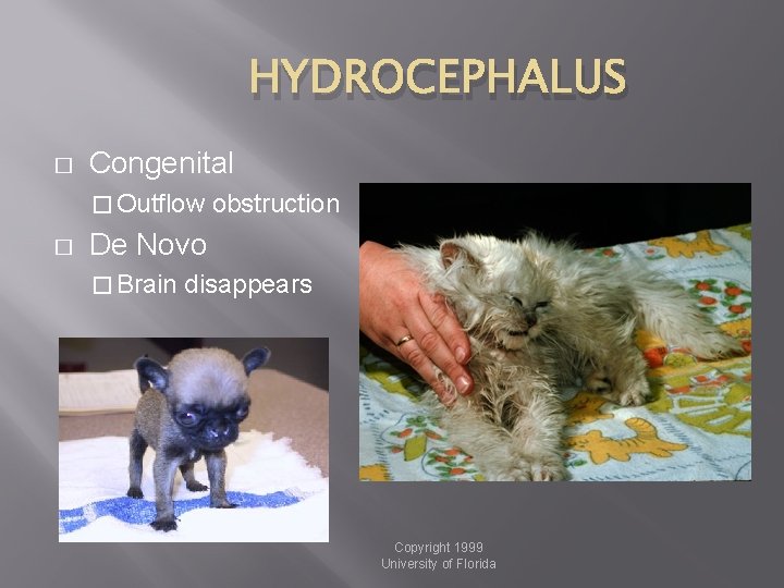 HYDROCEPHALUS � Congenital � Outflow � obstruction De Novo � Brain disappears Copyright 1999