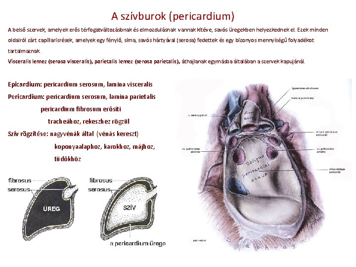 A szívburok (pericardium) A belső szervek, amelyek erős térfogatváltozásbnak és elmozdulásnak vannak kitéve, savós