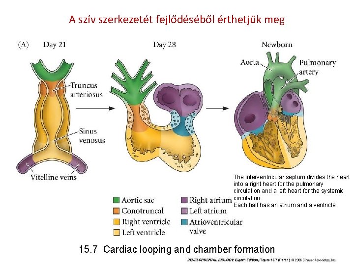 A szív szerkezetét fejlődéséből érthetjük meg The interventricular septum divides the heart into a