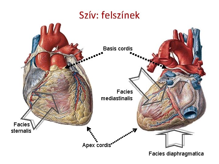 Szív: felszínek Basis cordis Facies mediastinalis Facies sternalis Apex cordis Facies diaphragmatica 