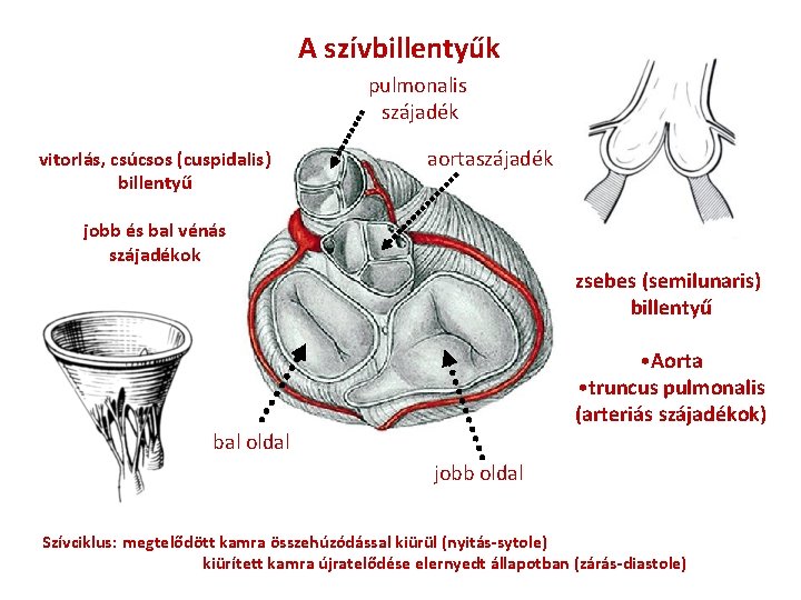 A szívbillentyűk pulmonalis szájadék vitorlás, csúcsos (cuspidalis) billentyű aortaszájadék jobb és bal vénás szájadékok