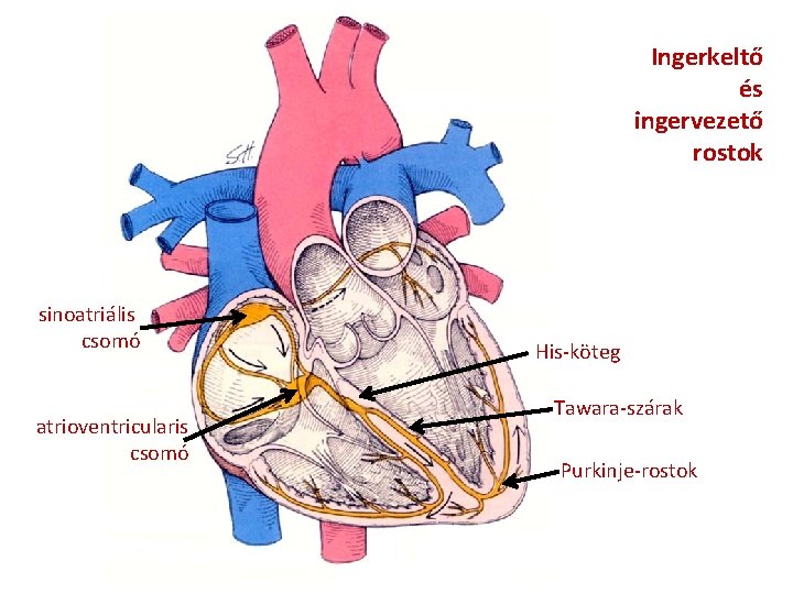 Ingerkeltő és ingervezető rostok sinoatriális csomó atrioventricularis csomó His-köteg Tawara-szárak Purkinje-rostok 