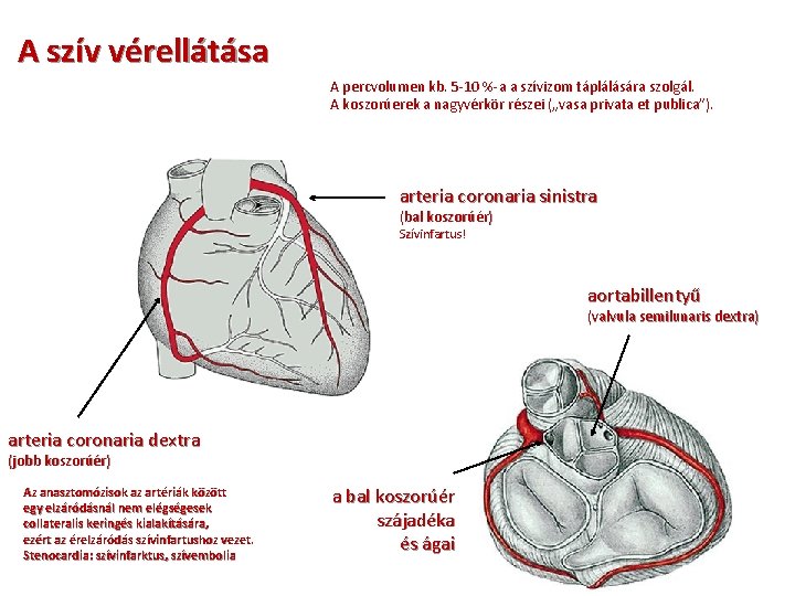 A szív vérellátása A percvolumen kb. 5 -10 %-a a szívizom táplálására szolgál. A