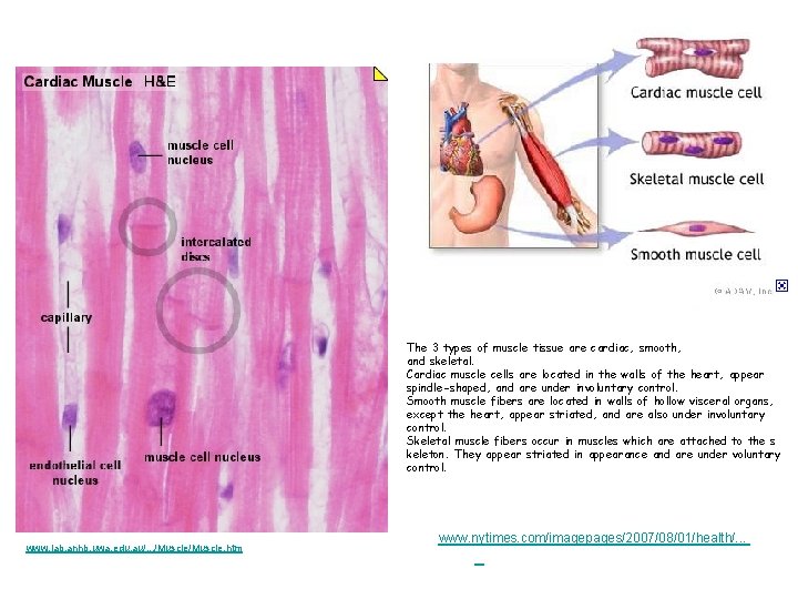 The 3 types of muscle tissue are cardiac, smooth, and skeletal. Cardiac muscle cells