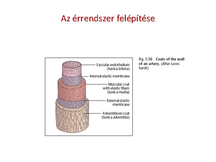 Az érrendszer felépítése 