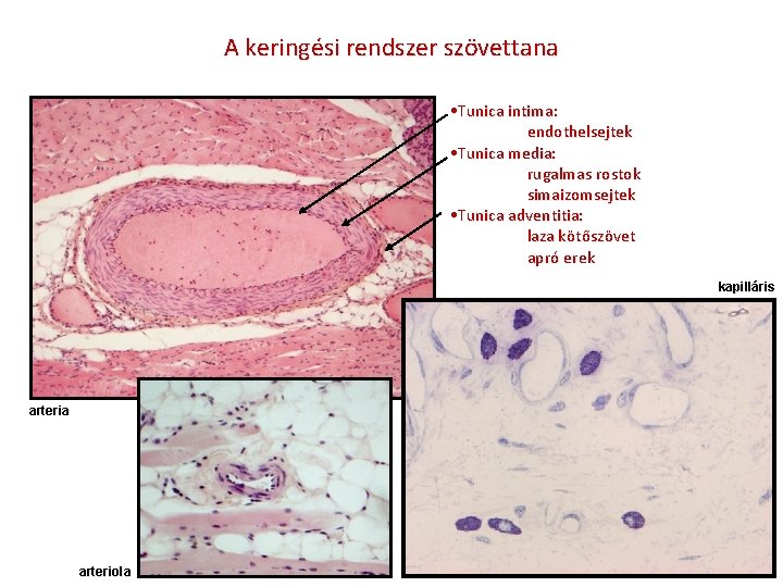 A keringési rendszer szövettana • Tunica intima: endothelsejtek • Tunica media: rugalmas rostok simaizomsejtek