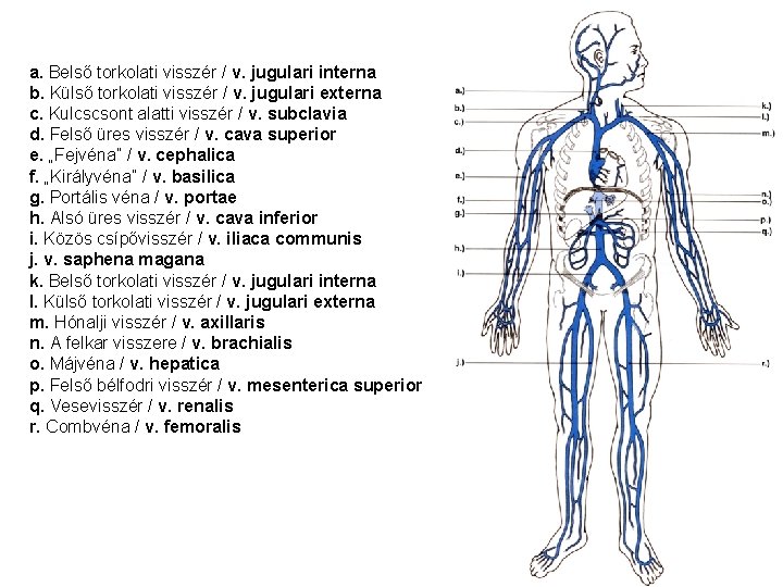 a. Belső torkolati visszér / v. jugulari interna b. Külső torkolati visszér / v.