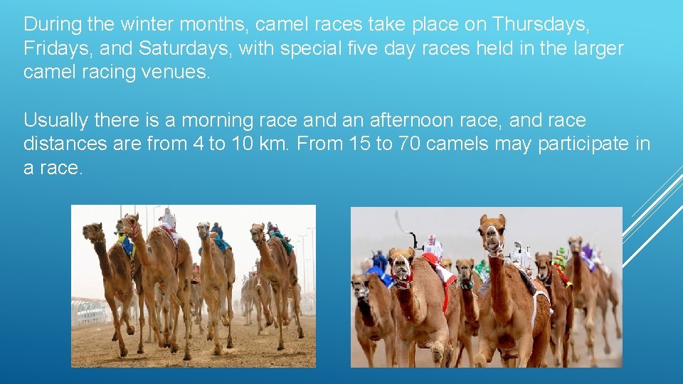 During the winter months, camel races take place on Thursdays, Fridays, and Saturdays, with