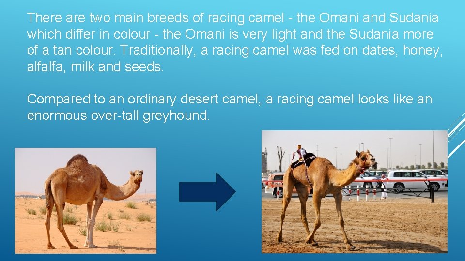 There are two main breeds of racing camel - the Omani and Sudania which