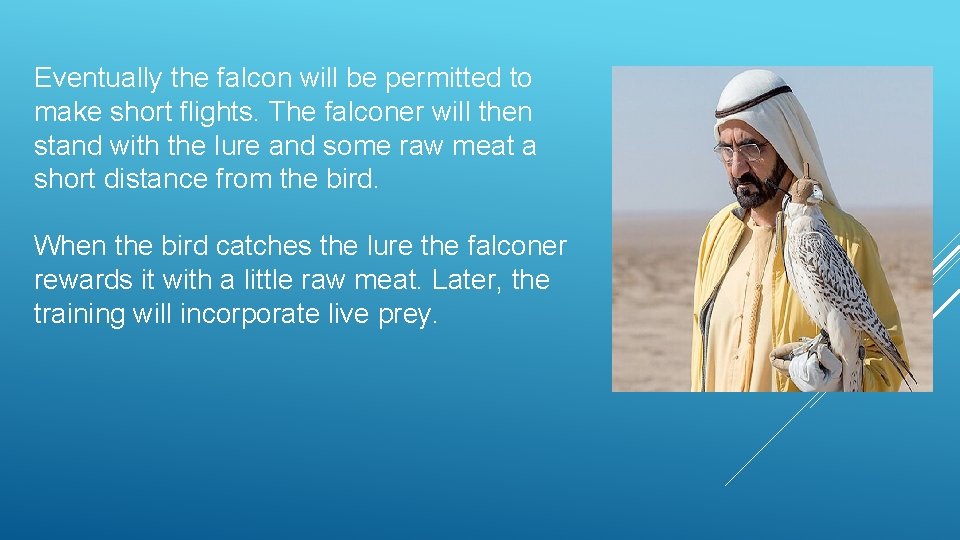 Eventually the falcon will be permitted to make short flights. The falconer will then