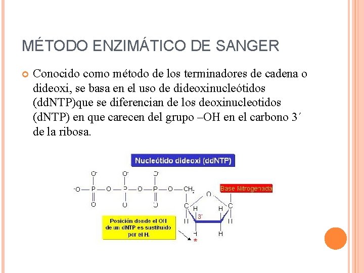 MÉTODO ENZIMÁTICO DE SANGER Conocido como método de los terminadores de cadena o dideoxi,